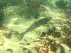 Atractoscion nobilis