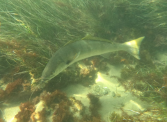 Atractoscion nobilis