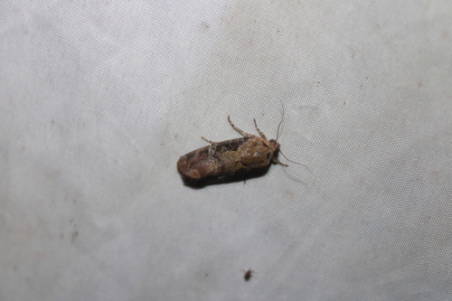 Orbed Narrow-wing Moth photo 5