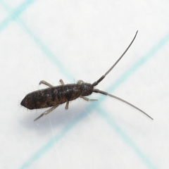 Pogonognathellus dubius