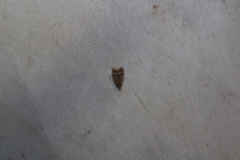 Bothriocera