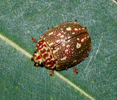 Paropsis geographica