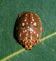 Paropsis geographica