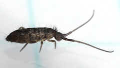Pogonognathellus dubius