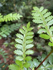 Weinmannia trichosperma