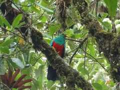 Pharomachrus auriceps