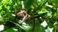 Phrixotrichus vulpinus