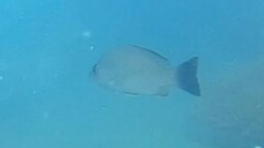 Lutjanus lemniscatus