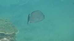 Lutjanus lemniscatus