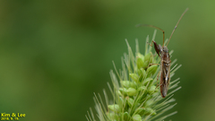 Pachygrontha antennata