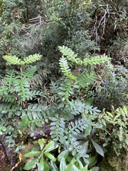 Weinmannia trichosperma