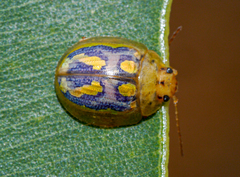 Paropsisterna debilis