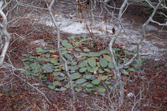 Phyllosticta concava