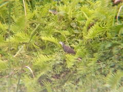 Amaurornis phoenicurus