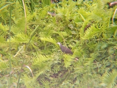 Amaurornis phoenicurus