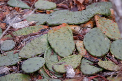 Phyllosticta concava