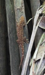 Ailuronyx seychellensis