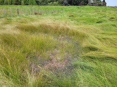 Carex divisa