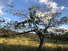 Pseudosamanea guachapele