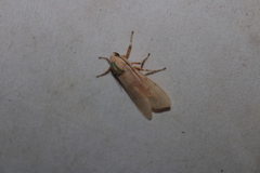Halysidota cinctipes