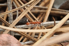 Pseudomyrmex apache