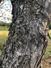 Pseudosamanea guachapele