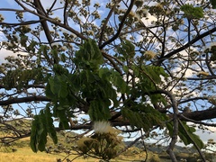 Pseudosamanea guachapele