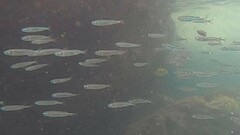 Atherinomorus vaigiensis