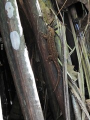 Ailuronyx seychellensis