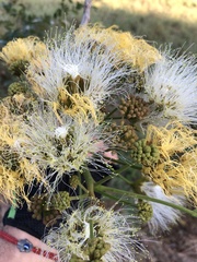 Pseudosamanea guachapele