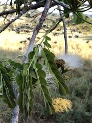 Pseudosamanea guachapele