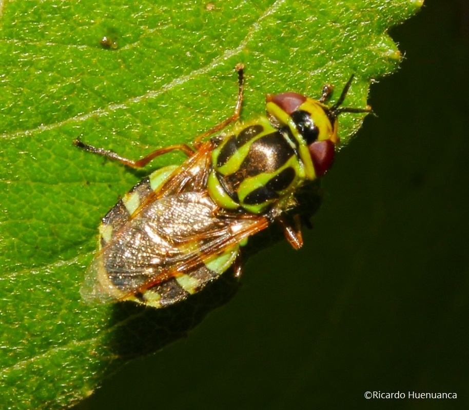 Psellidotus elegans