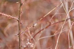 Neolasioptera nodulosa
