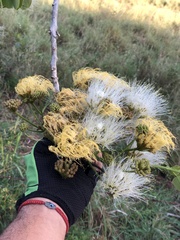 Pseudosamanea guachapele