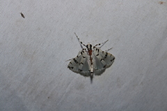 Conchylodes diphteralis