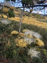 Pseudosamanea guachapele