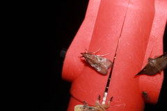 Omiodes stigmosalis