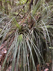 Fascicularia bicolor