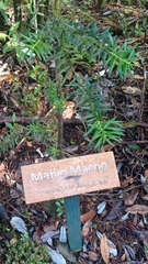 Podocarpus nubigenus