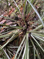 Fascicularia bicolor