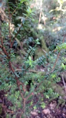 Metrosideros stipularis