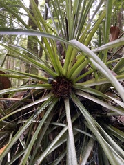 Fascicularia bicolor