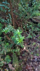 Metrosideros stipularis