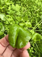 Claytonia perfoliata