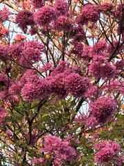 Handroanthus impetiginosus