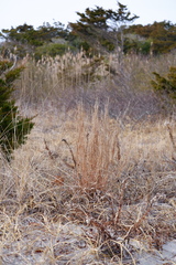 Schizachyrium littorale