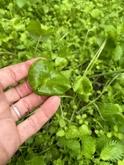 Claytonia perfoliata