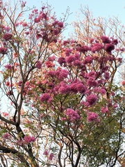 Handroanthus impetiginosus