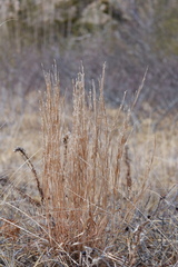 Schizachyrium littorale