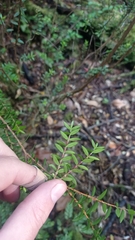 Metrosideros stipularis